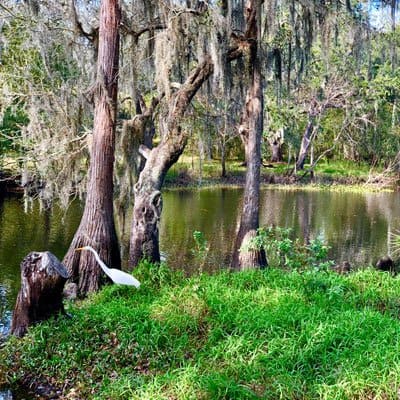 Kissimmee wildlife