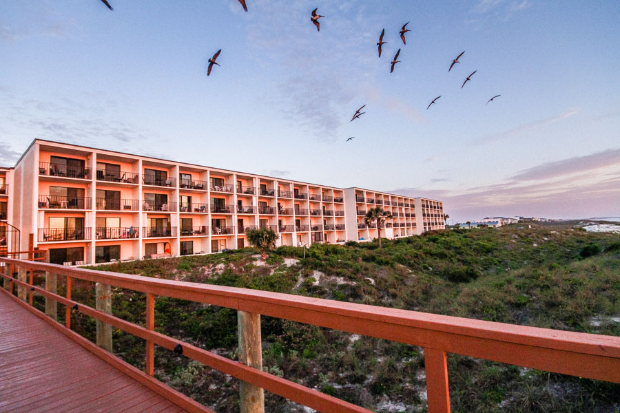 Beachers Lodge Birds